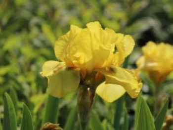Hohe Schwertlilie 'Ola Kala', Iris x barbata-elatior 'Ola Kala', Topfware von Iris x barbata-elatior 'Ola Kala'