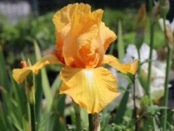 Hohe Schwertlilie 'Piroska', Iris x barbata-elatior 'Piroska', Topfware von Iris x barbata-elatior 'Piroska'