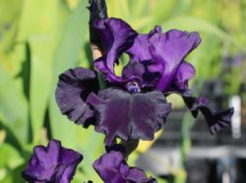 Hohe Schwertlilie 'Superstition', Iris x barbata-elatior 'Superstition', Topfware von Iris x barbata-elatior 'Superstition'