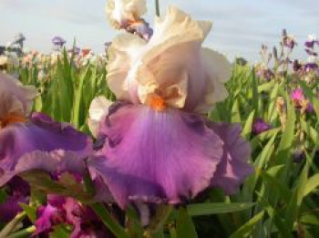 Hohe Bart-Iris 'Vague à Lame', Iris x barbata-elatior 'Vague à Lame', Topfware von Iris x barbata-elatior 'Vague à Lame'