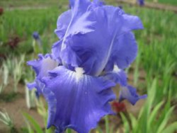 Hohe Schwertlilie 'Victoria Falls', Iris x barbata-elatior 'Victoria Falls', Topfware von Iris x barbata-elatior 'Victoria Falls'