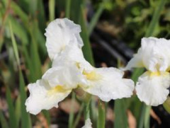 Mittelhohe Schwertlilie 'Avanelle', Iris x barbata-media 'Avanelle', Topfware von Iris x barbata-media 'Avanelle'