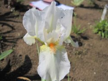 Mittelhohe Bart-Iris 'Cheers', Iris x barbata-media 'Cheers', Topfware von Iris x barbata-media 'Cheers'