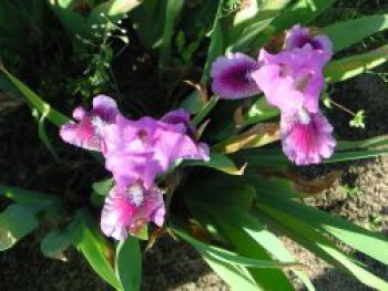 Zwergige Schwertlilie 'Fairy Ballet', Iris x barbata-nana 'Fairy Ballet', Topfware von Iris x barbata-nana 'Fairy Ballet'