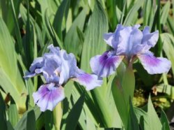 Zwergige Schwertlilie 'Libor', Iris x barbata-nana 'Libor', Topfware von Iris x barbata-nana 'Libor'