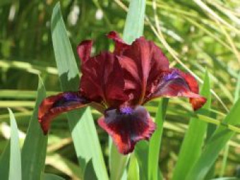 Schwertlilie 'Snugglebug', Iris x barbata-nana 'Snugglebug', Topfware von Iris x barbata-nana 'Snugglebug'
