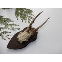 Rehgeweih Gehörn Geweih Wanddeko Jagdtrophäe Rehbock Vintage Alt Von 1932 von IsoKos