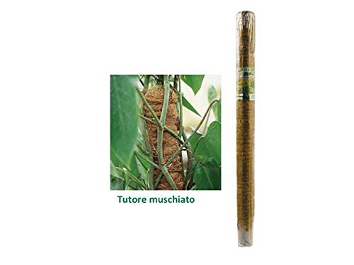 Italgarden's S Tlg012 Gehstock Muschate Italgarden's S Tlg012 Gehstock Muschate von Italgarden's S