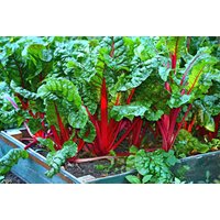 Beet Mangold Samen Scarlet Ca. 3 G von IvanSeeds