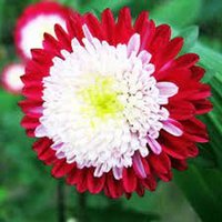 Blumen Aster Winter Cherry Über 60Samen von IvanSeeds