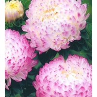 Blumensamen Astra Pione Anel Blumensamen Astra Pione Anel von IvanSeeds