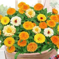 Blumensamen Calendula Mix von IvanSeeds