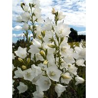 Blumensamen Campanula Karpaten Weiß von IvanSeeds