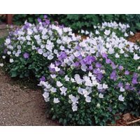 Blumensamen Campanula Karpatenmischung von IvanSeeds