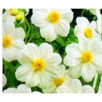 Blumensamen Dahliya Weißes Band von IvanSeeds