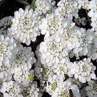 Blumensamen Iberis Regenschirm Weiß von IvanSeeds