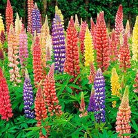 Blumensamen Lupine Mix von IvanSeeds