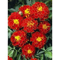 Blumensamen Marigold Carmen von IvanSeeds