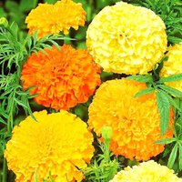 Blumensamen Marigold Cool Mix von IvanSeeds