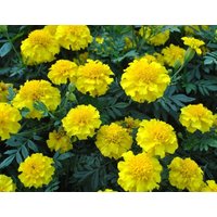 Blumensamen Marigold Lemon Fri von IvanSeeds