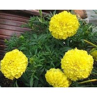 Blumensamen Marigold Moonlight von IvanSeeds