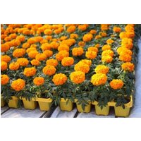 Blumensamen Marigold Tief Orange von IvanSeeds