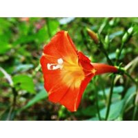 Blumensamen Morning-Glory Orange von IvanSeeds