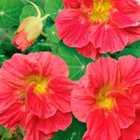 Blumensamen Nasturtium Cherry Ca. 15 Samen von IvanSeeds