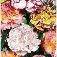 Blumensamen Nelke Gestreift Mix von IvanSeeds