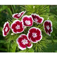 Blumensamen Nelke Türkisch Glory Blumensamen Nelke Türkisch Glory von IvanSeeds