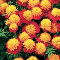 Blumensamen Ringelgold Gold Copfen von IvanSeeds