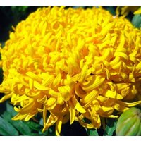 Blumensamen Ringelgold Goldene Kuppeln von IvanSeeds
