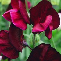 Blumensamen Sweet Pea Bozole von IvanSeeds