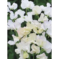 Blumensamen Sweet Pea White von IvanSeeds