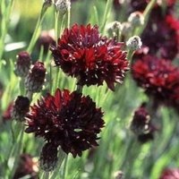 Blumensamen Vasilek Schwarz Kugel von IvanSeeds