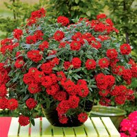 Blumensamen Verbena Rot von IvanSeeds