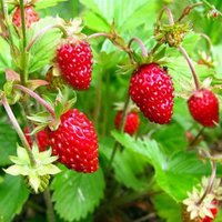 Erdbeersamen Rugen Ca 100 Samen von IvanSeeds