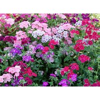 Floxsamen Drumonda Floxsamen Drumonda von IvanSeeds