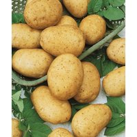Kartoffel Asol Samen von IvanSeeds