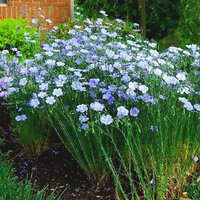 Leinen Blau Blume Samen von IvanSeeds