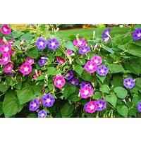 Morning-Glory Mix Blumensamen von IvanSeeds