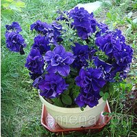 Petunia Duo Blue F1 Blumensamen von IvanSeeds