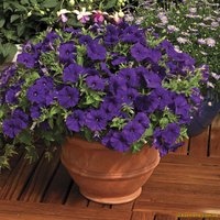 Petunia Lawine Blyu Beder Blumensamen von IvanSeeds