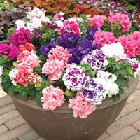 Petunia Piruette Mix Blumensamen von IvanSeeds