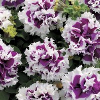 Petunia Pirut Lila F1 Blumensamen von IvanSeeds