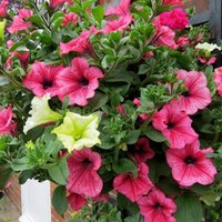 Petunia Erigiert Regenbogen Blumensamen Petunia Erigiert Regenbogen Blumensamen von IvanSeeds