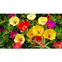 Portula Grosse Flower Blumensamen Portula Grosse Flower Blumensamen von IvanSeeds