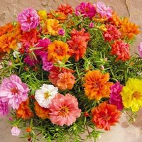 Portula Terry Mix Blumensamen von IvanSeeds