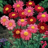 Pyrethrum Mix Blumensamen von IvanSeeds