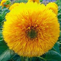 Sonnenblume Frottee Blumensamen von IvanSeeds